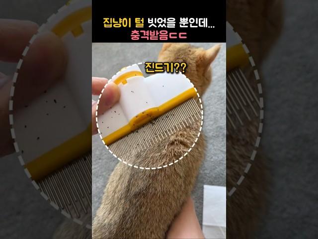 집냥이 털 빗었더니...충격!!