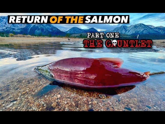 RETURN OF THE SALMON 1: THE GAUNTLET