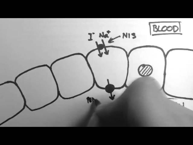 Thyroid Hormone Production