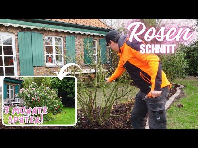 How to prune roses correctly | with results