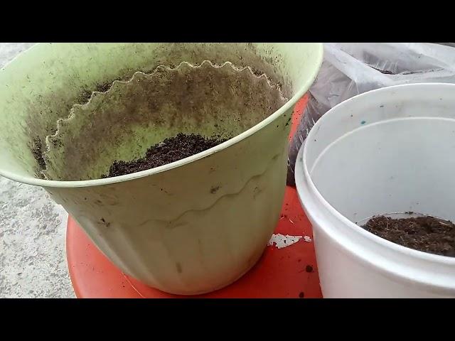 how to grow a healthy avocado tree? my 33% rule!!!