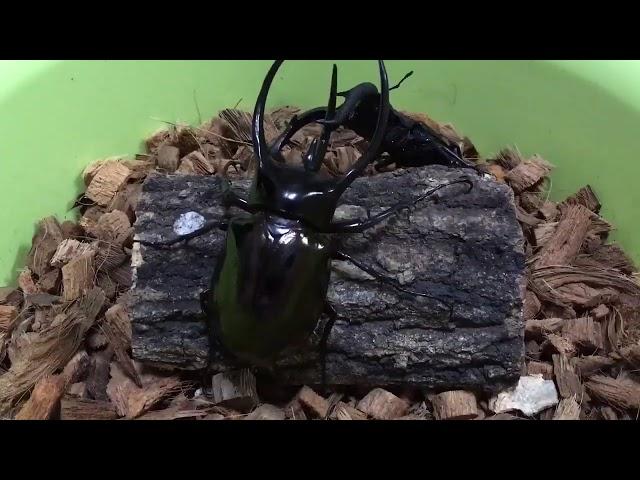 Hexarthrius mandibularis vs Chalcosoma chiron