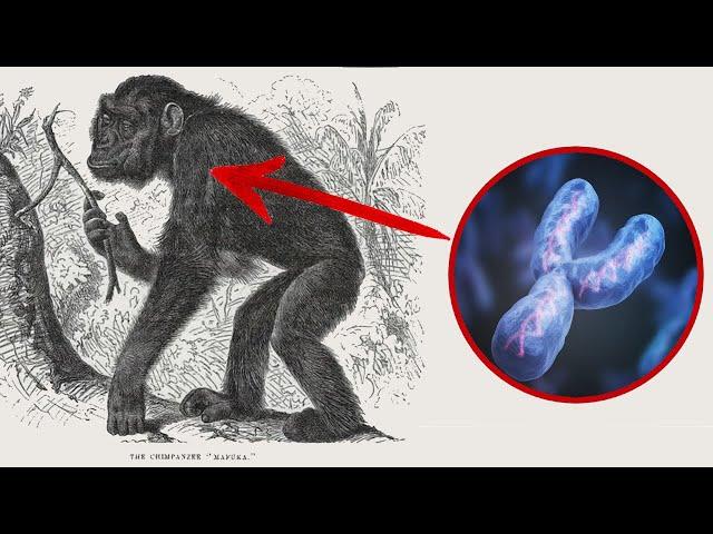 The Y Chromosome Supports Human Evolution