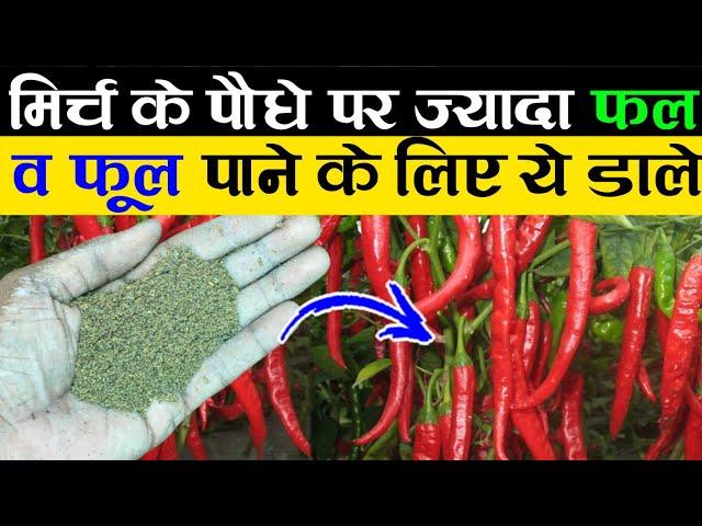 मिर्च के पौधे पर ज्यादा फल और फूल पाने के लिए ये डालें | Chili Plant Care | Chili Plant Fertilizer