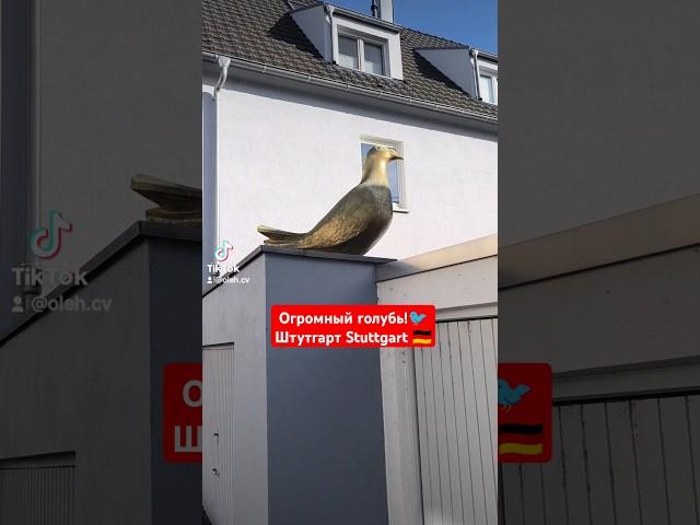 Огромный голубь!    Серьезно, какой же он большой!    #огромныйголубь #голубь #птицы #крупныйплан