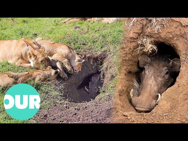 Lions Learned To Dig Out Hiding Warthogs | Our World