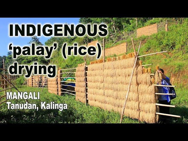 INDIGENOUS FARMING: Vertical Rice Drying in Mangali, Tanudan, Kalinga, Philippines