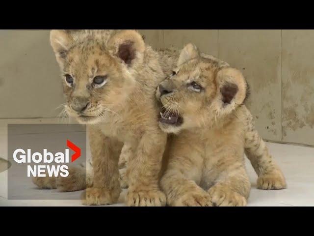 Mischievous lion cubs at Pakistan zoo draw crowds