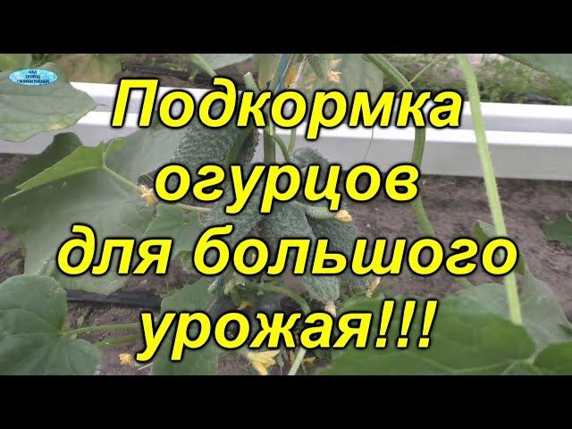 Огурцы- подкормка для БОЛЬШОГО урожая!