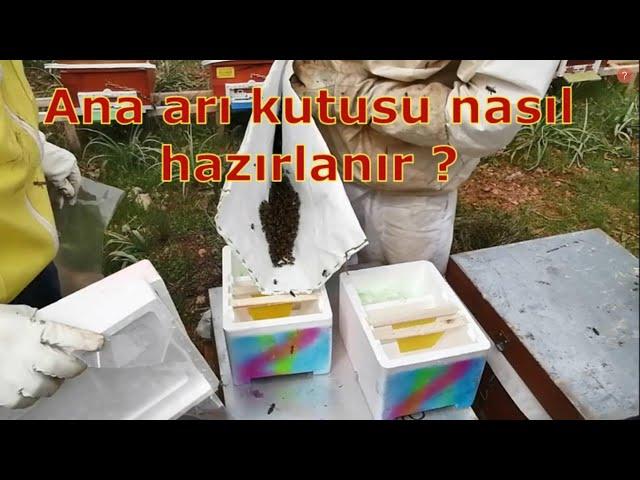 Ana arı kutusu nasıl hazırlanır ? Bölme nasıl yapılır.