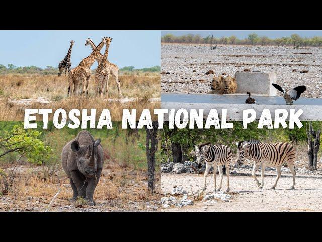 Self Drive Safari in Etosha National Park Namibia 