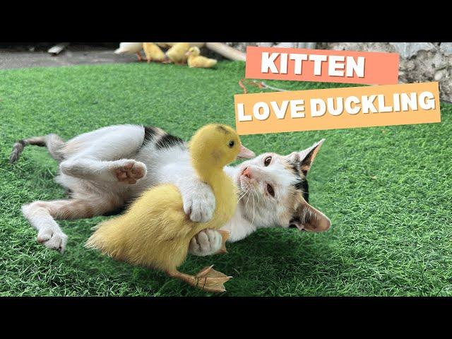 Mother duck and ducklings come to visit the kittens' house