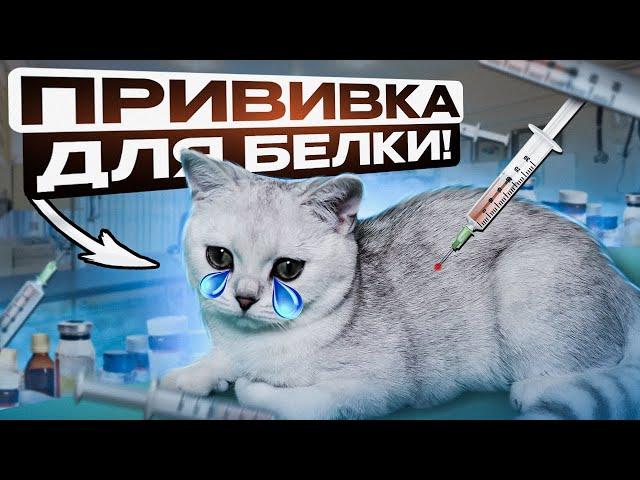 СДЕЛАЛ БЕЛКЕ ПРИВИВКУ/ЛАЙКИ LIKE/#cat