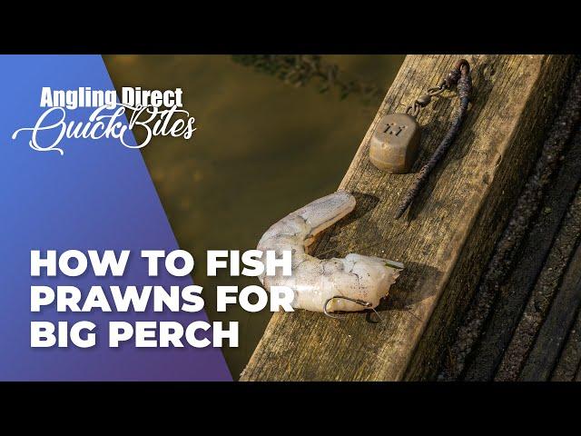 How To Fish Prawns For Big Perch - Predator Fishing Quickbite