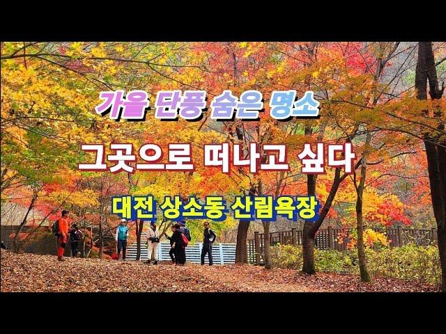 세상에나~!! 이런 숨은 단풍 명소가 있었네 대전 상소동 산림욕장