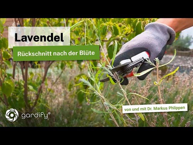 Lavendel schneiden im Sommer: Was Du bei dem zweiten Rückschnitt beachten musst.