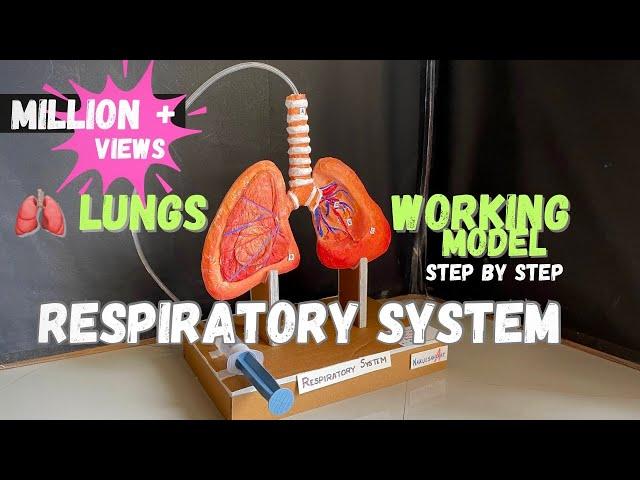 Respiratory system model _lungs working model #science #biology #medical NakulSahuArt