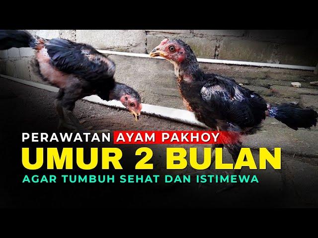 Perawatan Ayam Pakhoy Umur 2 Bulan || Kandang Sederhana