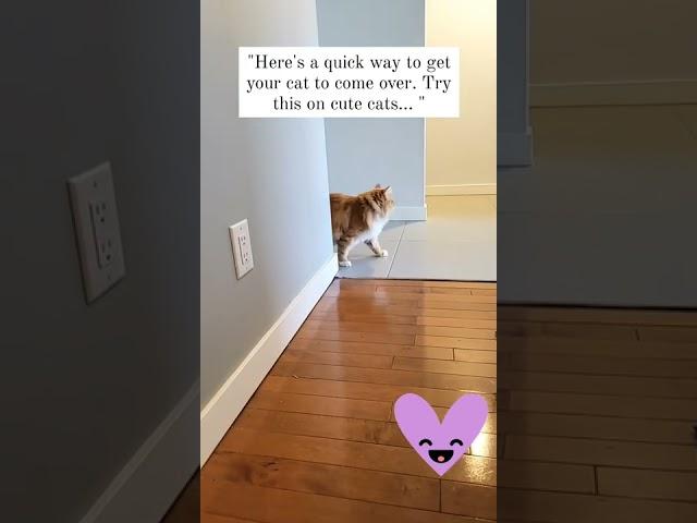 the best way to make your cat come over