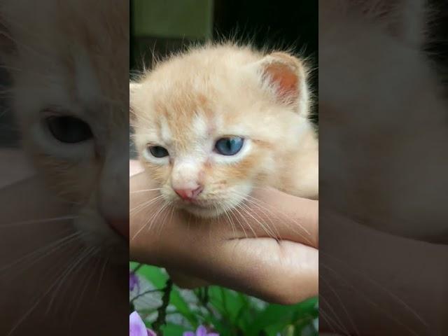 Kedipan mata si gendut memang menggoda - bayi kucing baru buka mata