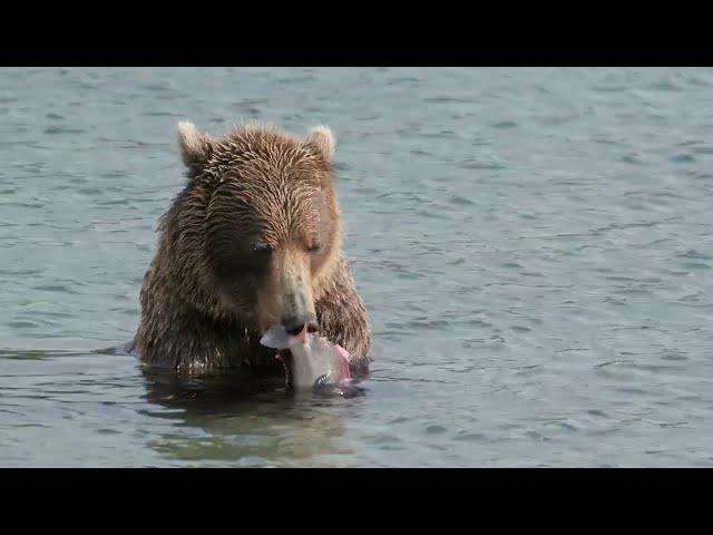 Improving Fish Passage in Tyonek, Alaska