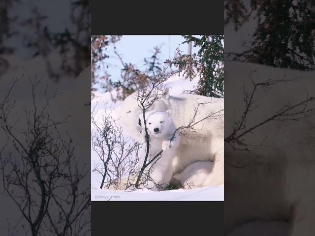 These Paro Bears Are Truly #Shorts4k videoamazon rainforestмедведь бэкком:агент 008polarbe