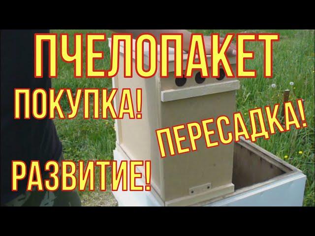 Пересадка и развитие пчелопакета