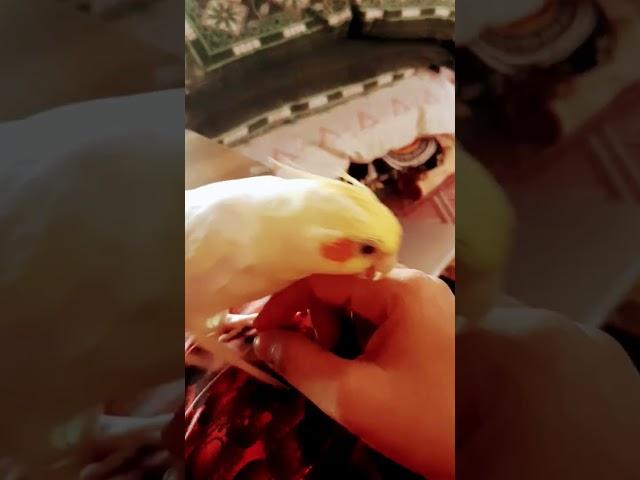 Pet me #funny #comedy #funnyvideo #cockatiel #satisfying #happy #funnyanimals