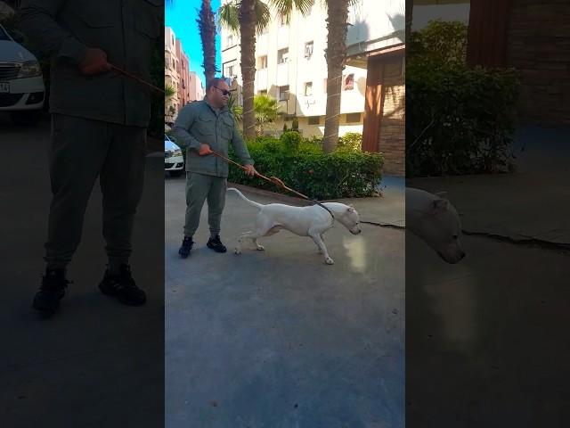 The White Monster ‍️ Ralph Dogo Argentino 