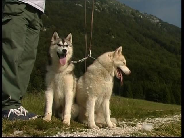 The Siberian Husky And Alaskan Malamute