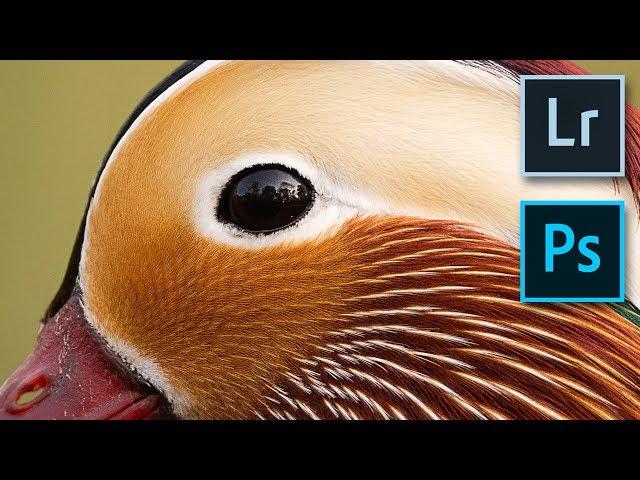 The Best way to Sharpen your Wildlife Shots (step by step)