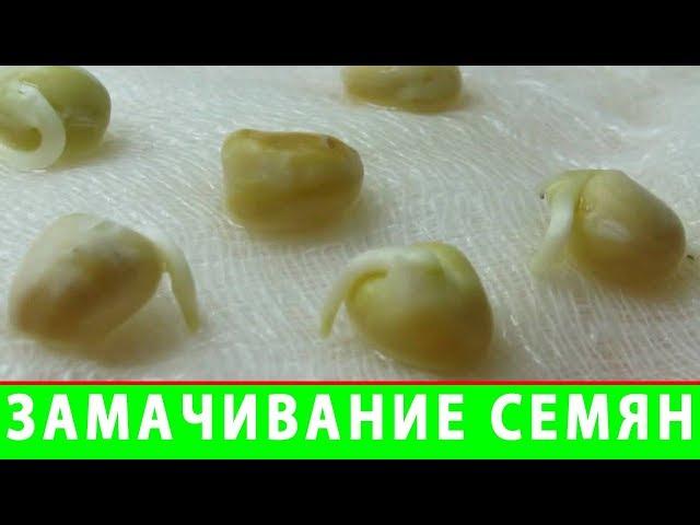 Замачивание Семян Томатов перед Посевом