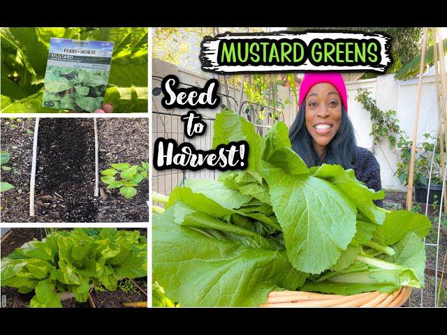 Grow MUSTARD GREENS from SEED to HARVEST