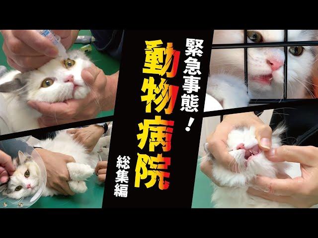 動物病院に連行されまくる猫達の動画集【総集編】【関西弁でしゃべる猫】 【猫アテレコ】