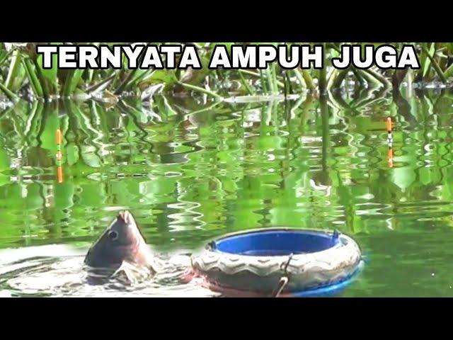 EXPERIMENT 2 CAMPURAN LUMUT JADI 1 UNTUK MANCING NILA LIAR