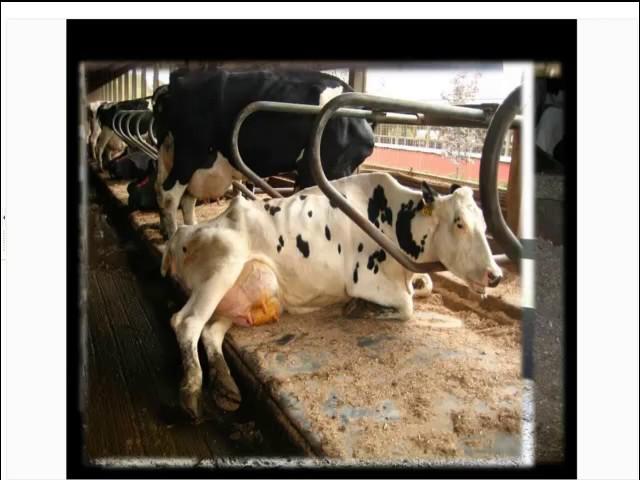 Cow comfort and lameness prevention in housed systems