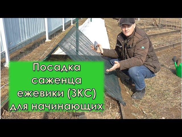 Посадка саженца ежевики ЗКС для начинающих