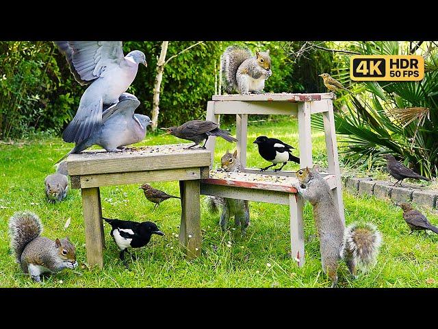 [NO ADS] Cat TV for Cats to Watch  Squirrels & Birds Squabble Over Food  Videos for Cats ~ 4K HDR