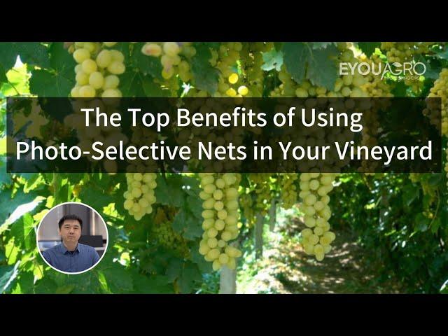 The Top Benefits of Using Photo-Selective Nets in Your Vineyard