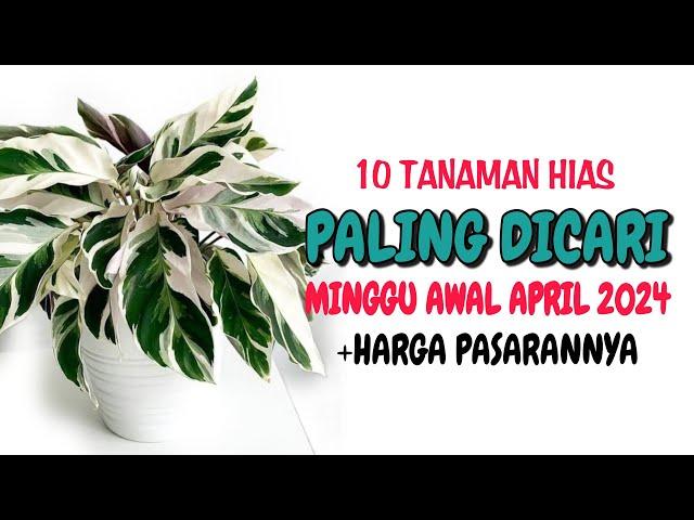 10 Tanaman Hias Paling Dicari di Minggu Awal April 2024