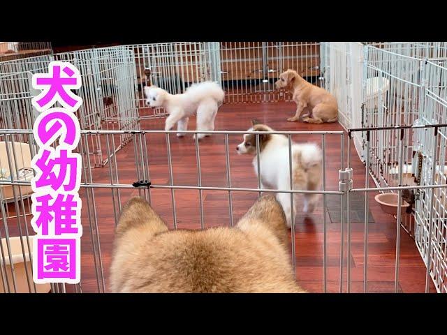 【犬の幼稚園】野犬抜きをするために犬の幼稚園に入れたらだんだん本性をあらわし始めた仔犬