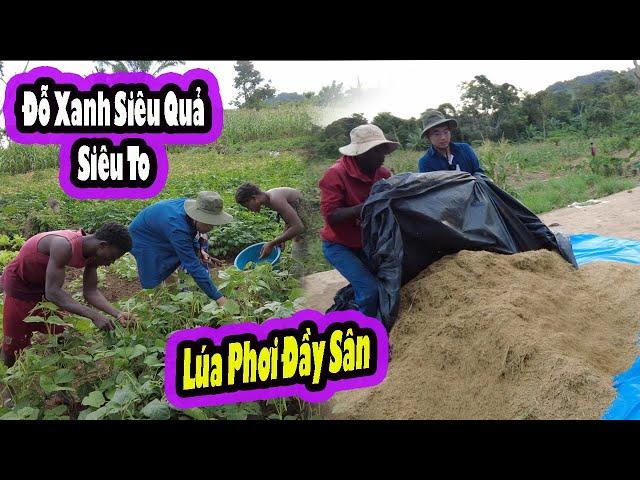 2Q Vlogs||Thóc Phơi Kín Sân sau những ngày gặt||Đậu Xanh siêu Quả được thu hoạch||Cuộc Sống Châu Phi