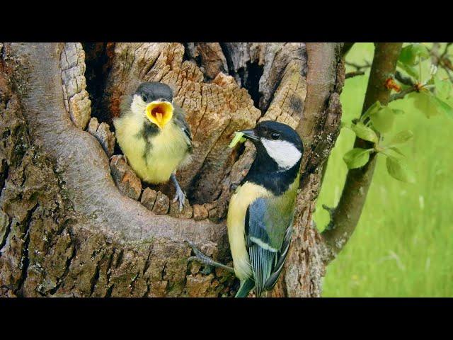 Nesting birds – Great tit (Parus major)