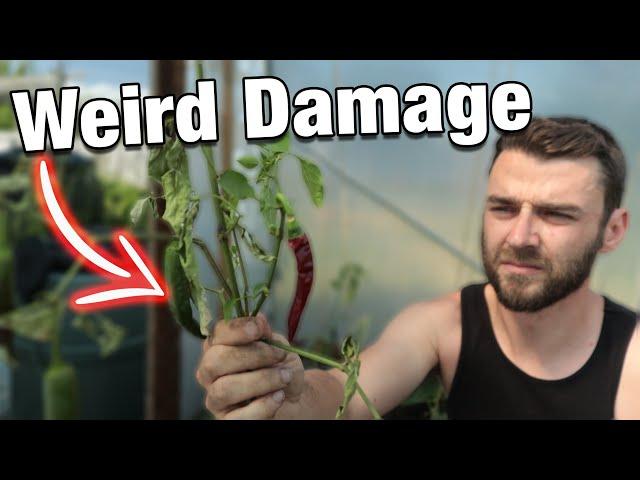 Polytunnel Attacker | Rethinking My Allotment | Greenhouse Planted Up!