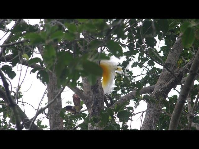 Alfred Russel Wallace's "Magnificent Birds of Paradise": the Lesser Bird of Paradise