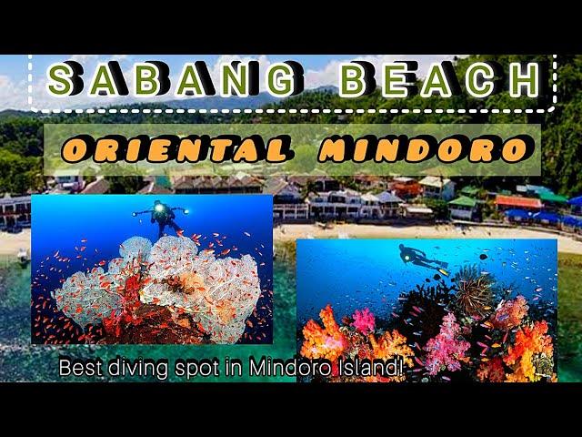 SABANG BEACH UNDERWATER WORLD | ORIENTAL MINDORO, PHILIPPINES