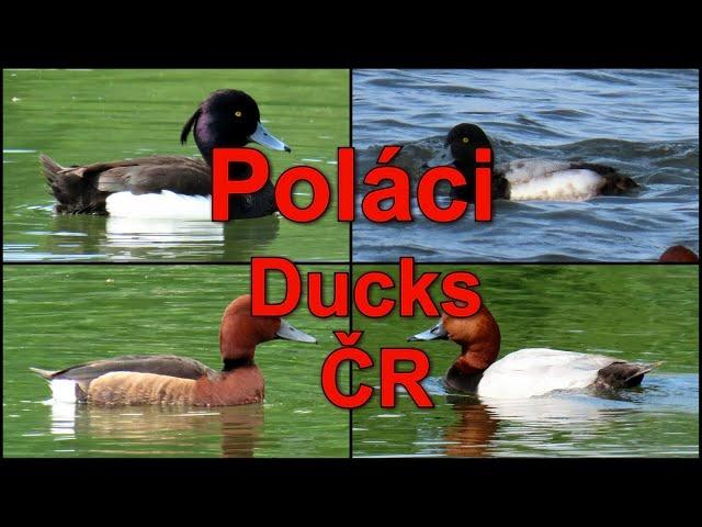 1578. Poláci ČR, potápivé kachny, Ducks ČR