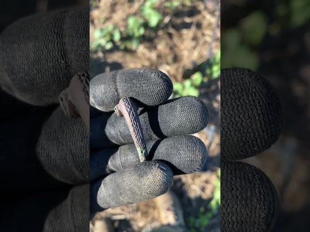  2000 year old Roman fibula unearthed!  #metaldetecting #deus2 #roman #treasure #minelab