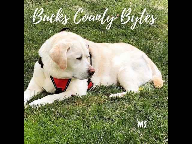 Outdoor with Bucks County and Herkales the English Lab