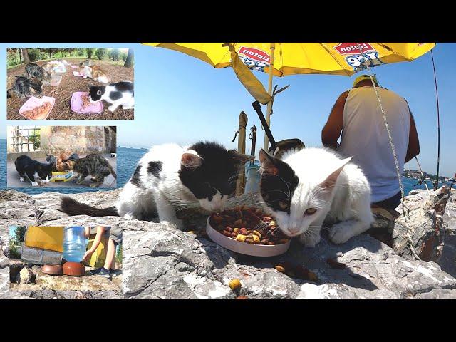 This man walks from street to street and feeds hundreds of stray cats every day.